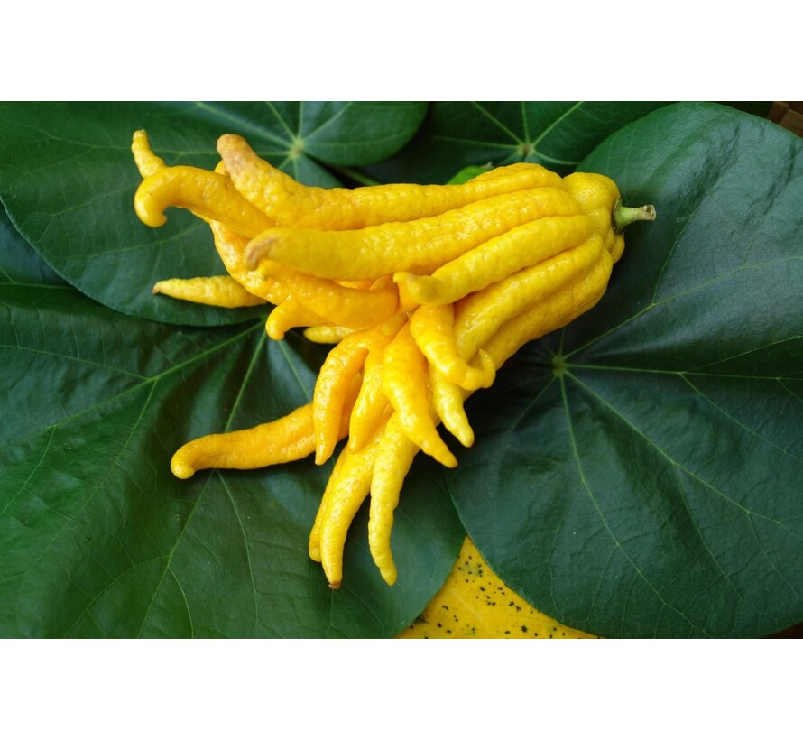 Buddha's hand (fingered citron) from Holland - 1 piece (100-200 grams)