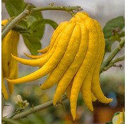 Dutch Wasabi Buddha's hand (fingered citron) from Holland - 1 piece (> 200 grams)