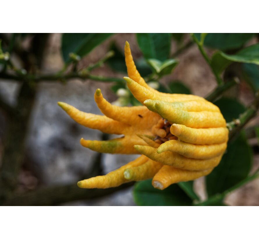 Buddha's hand (fingered citron) from Holland - 1 piece (> 200 grams)