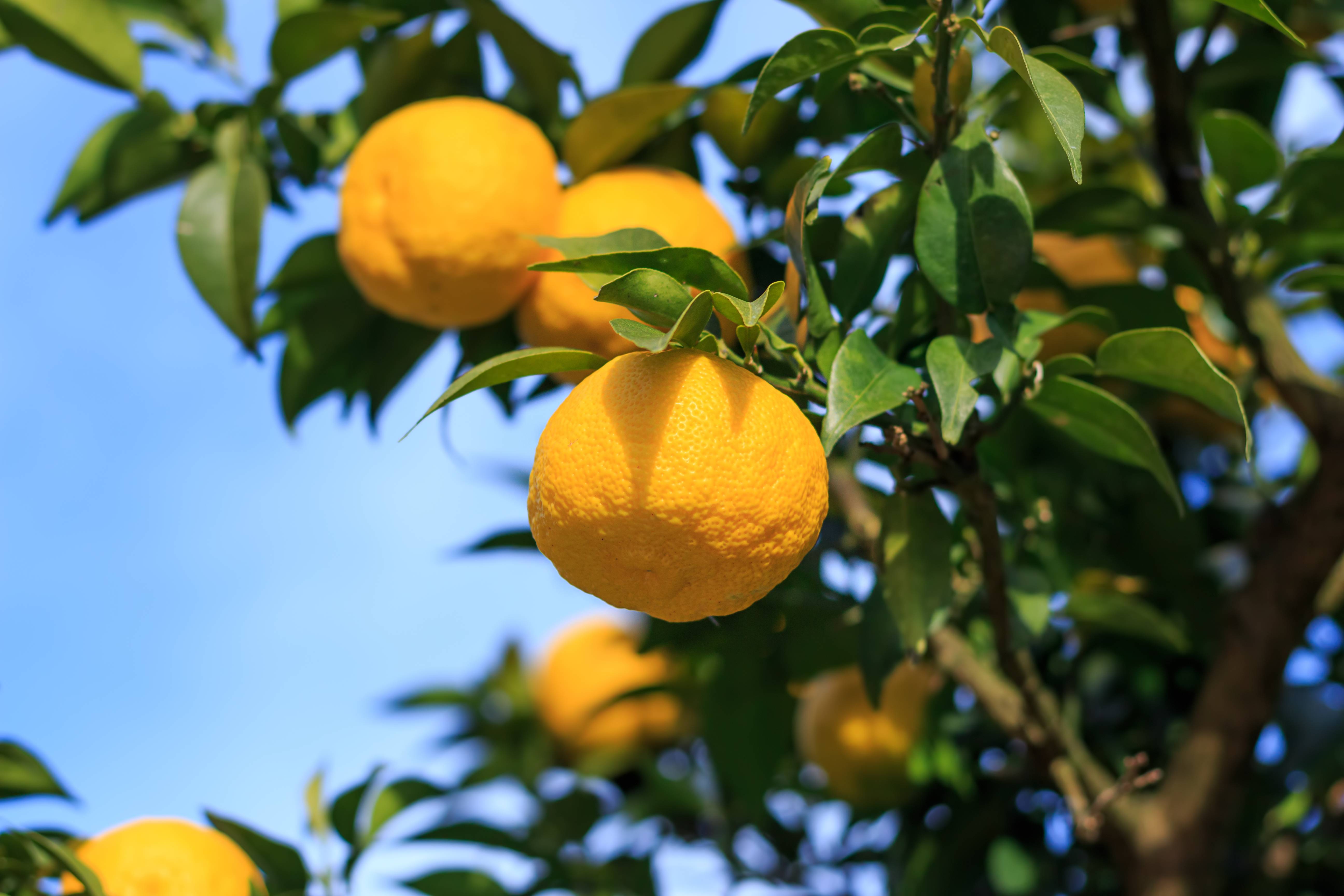 Yellow ripe Yuzu