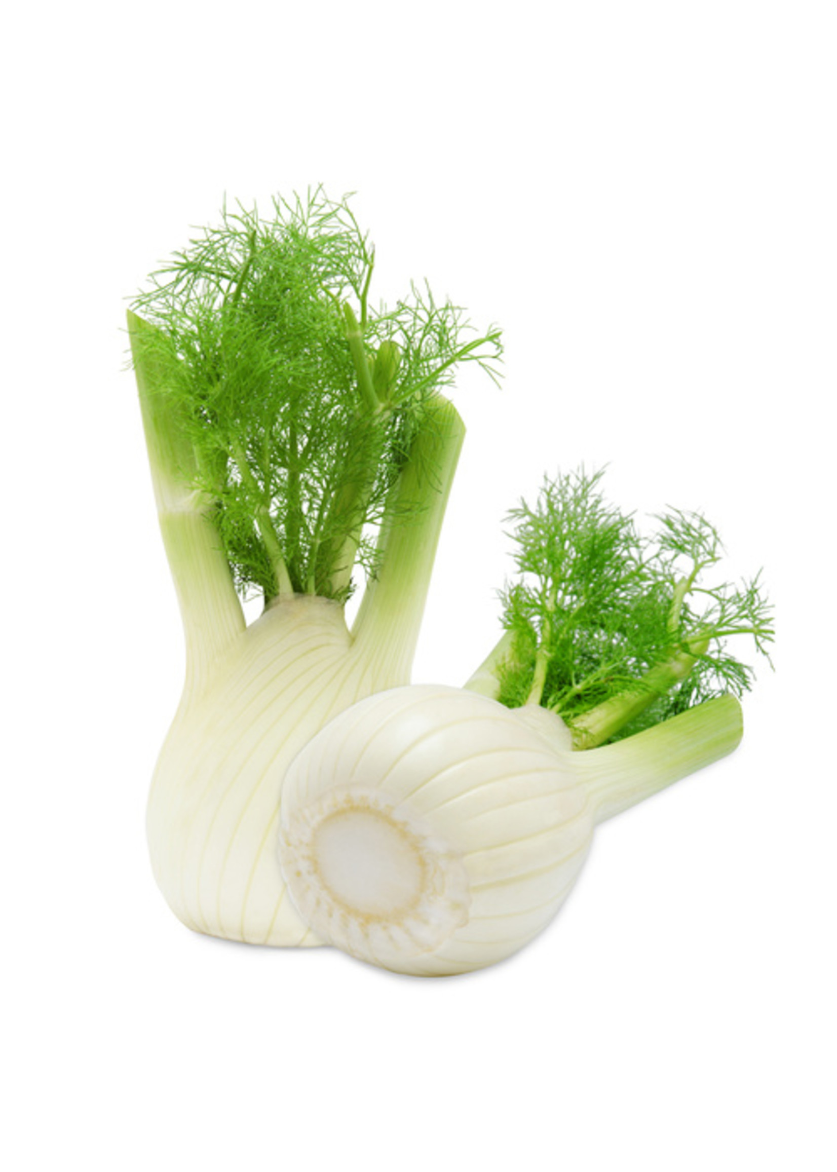 Venkel verpakt per 2 stuks