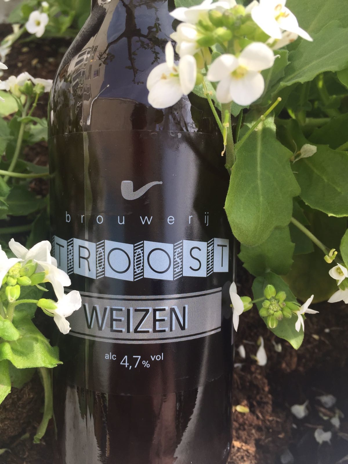 Troost Weizen Herkomst: Amsterdam, Nederland De zomertijd is weer begonnen dus een Weizen mocht niet ontbreken. Deze Weizen van brouwe-rij Troost is op traditionele manier gebrouwen. 50% tarwemout en echt Duits gist. Mini babybel kaas herkennen wij in de geur. De brouwerij benoemd banaan maar dat konden wij niet terugvin-den. Zoals je van een fris bier kunt verwachten proef je hier ook de koriander, citrus en salie. Een echte dorstlesser een warme dag met een lage alcoholpercentage. Het bier bevat een alcohol-percentage van 4,7%. Advies serveertemperatuur 4 à 5 graden. 