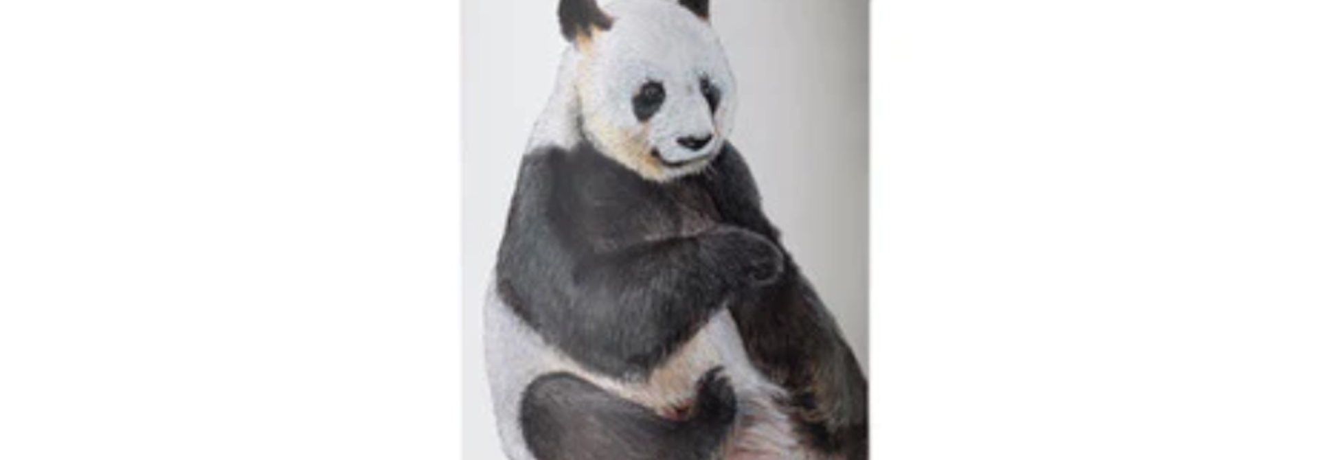 Bevog Giant Panda 50CL 7,4%