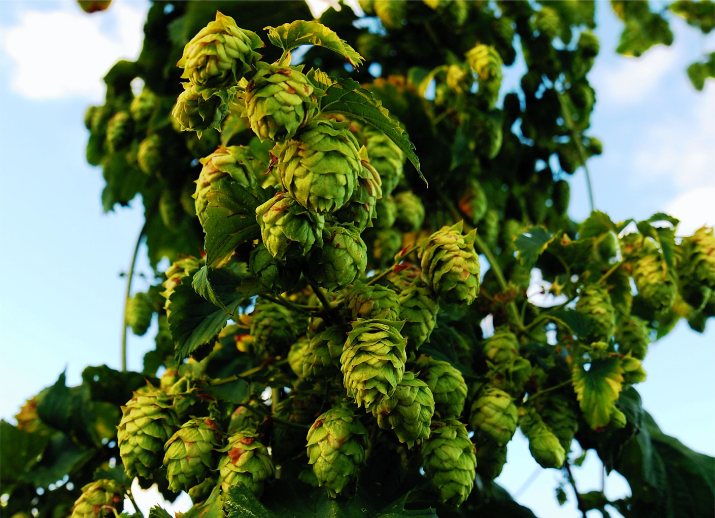 Alles over aromatische hoppen