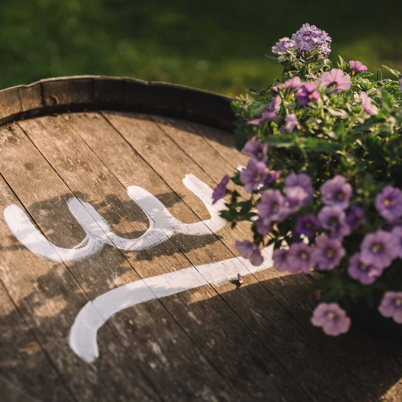 Ontdek de wereld van cider