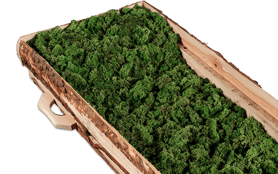 Opbaarplank Douglas Mos Eco