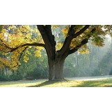 Mijn Boom, een levende herinnering