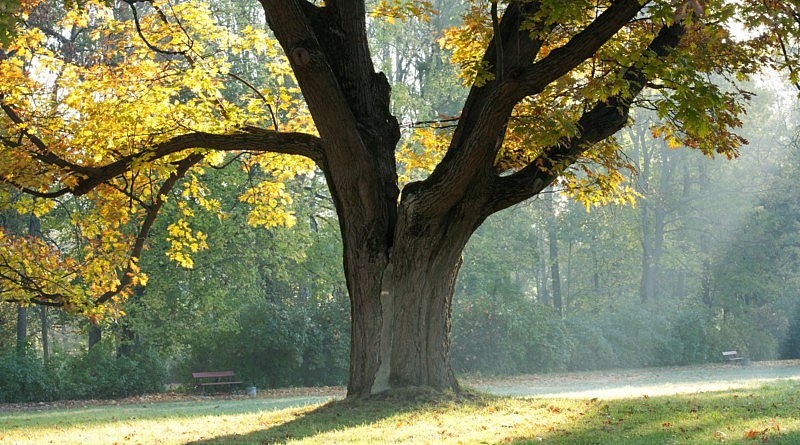 Mijn Boom, een levende herinnering