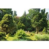 Mijn Boom, een levende herinnering