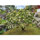 Mijn Boom, een levende herinnering