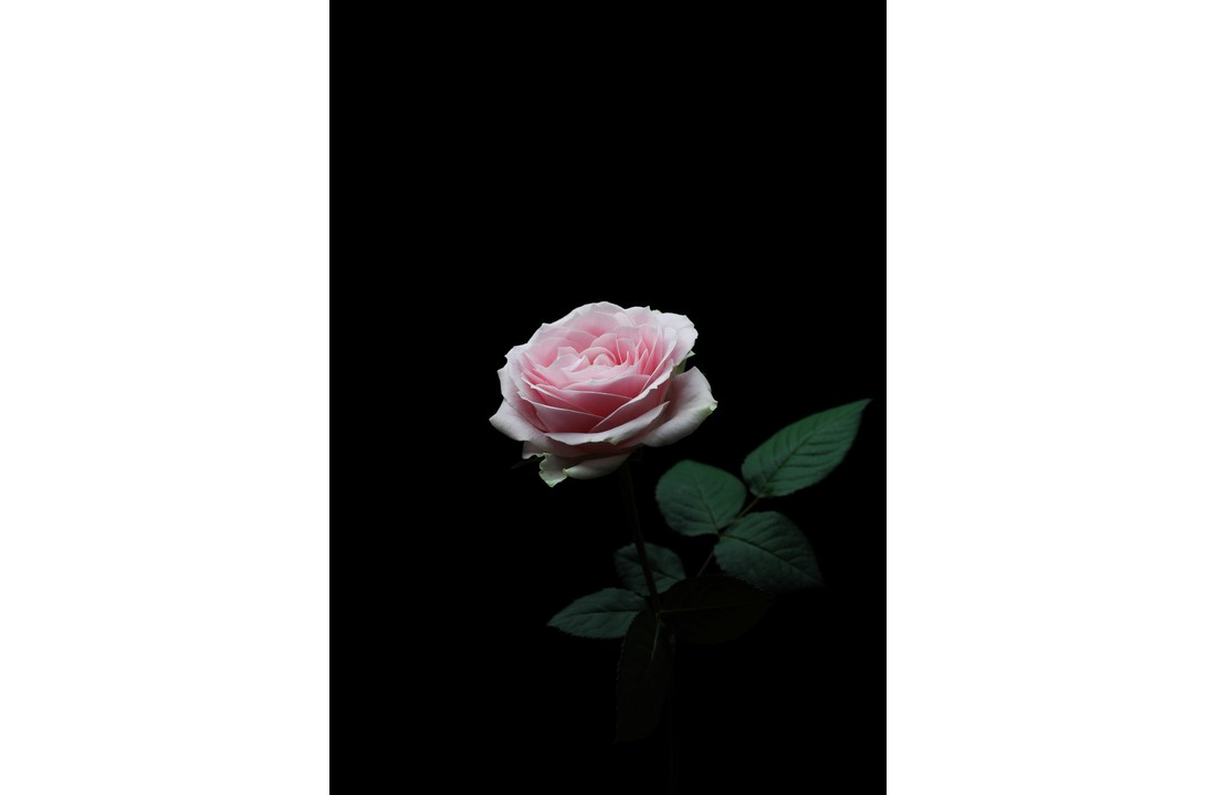 Uitvaartfotografie / uitvaartfotograaf Brons