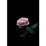 Uitvaartfotografie / uitvaartfotograaf Brons