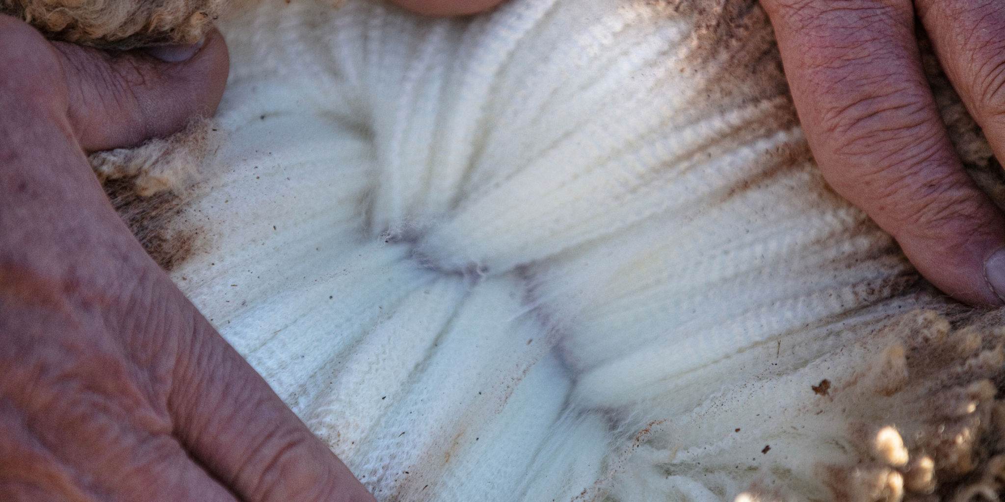 Merino Wol: De supervezel voor elke garderobe