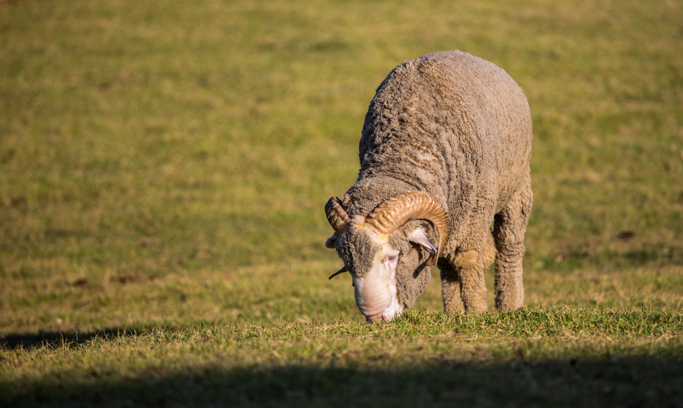 Ontdek de Nieuwe Basset Merino Sokken Collectie! 