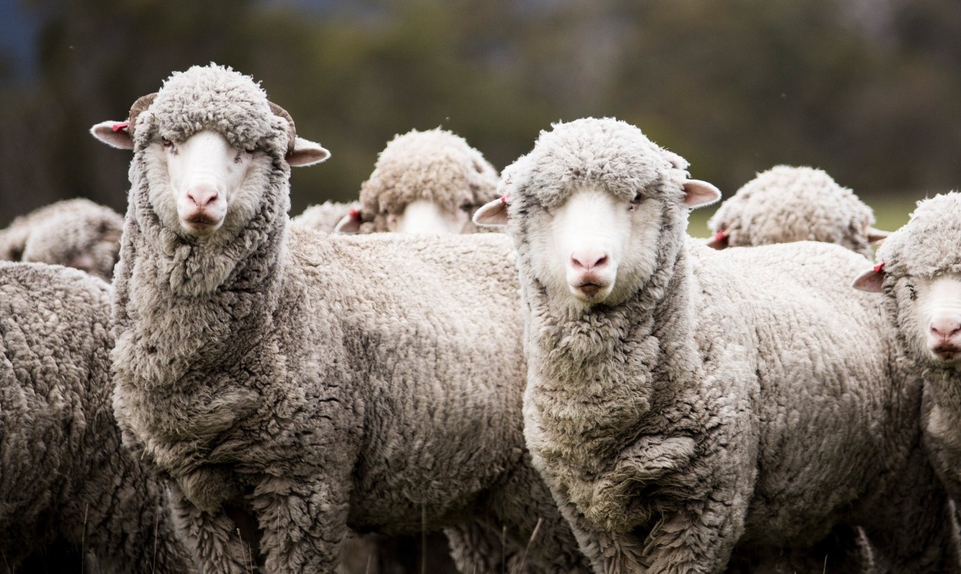 Hoe wij met onze merinowol werken