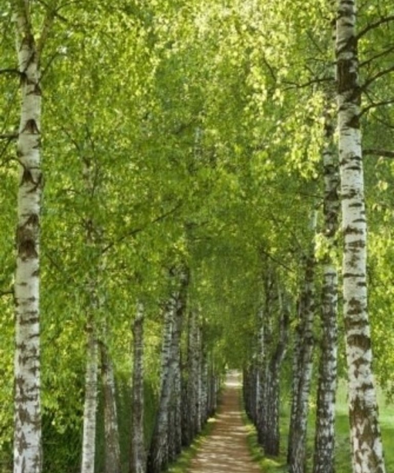 Komar Fotobehang National Geographic Birkenallee 2-1717