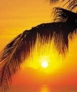 Komar Fotobehang Palmy Beach Sunrise 2-1255