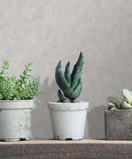 Noordwand TopChic AM25303