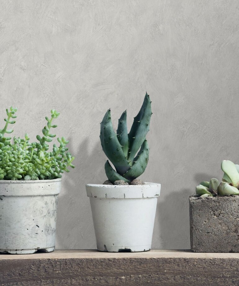 Noordwand TopChic AM25303