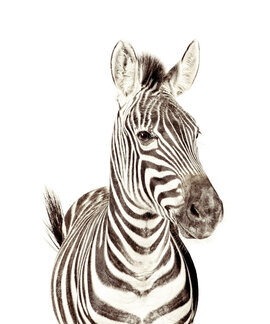 Magneetbehang Zebra 265 x 63,5 cm incl. set Magneten