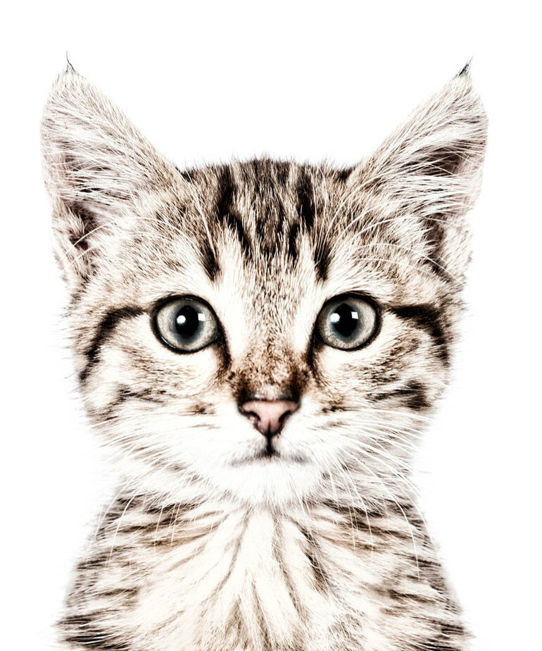 Magneetbehang Kat 265 x 127 cm incl. set Magneten