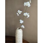 Bloesemtak | Prunus | Wit