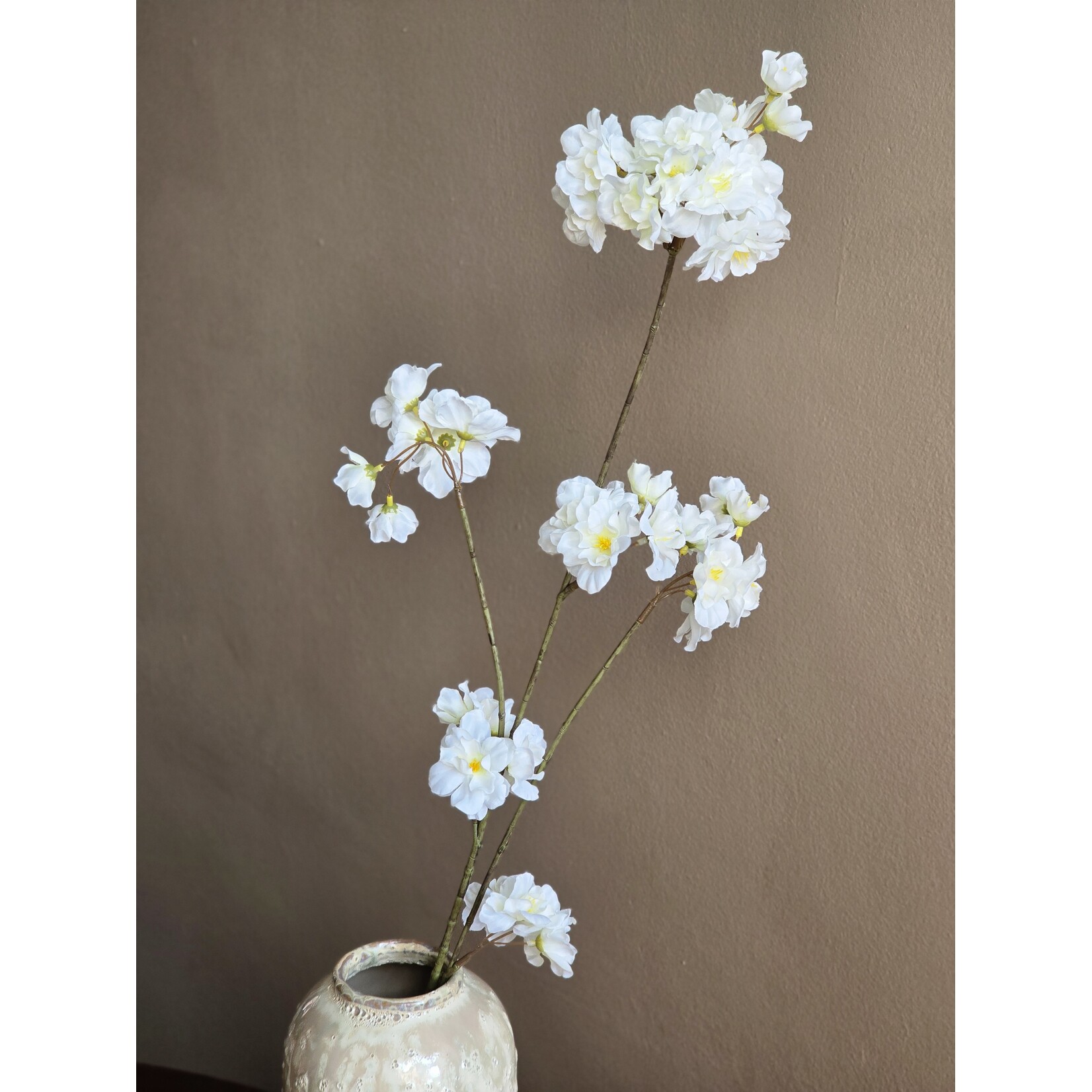 Bloesemtak | Prunus | Wit