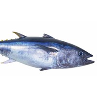 Young Bluefin Tuna (8kg Approx.)