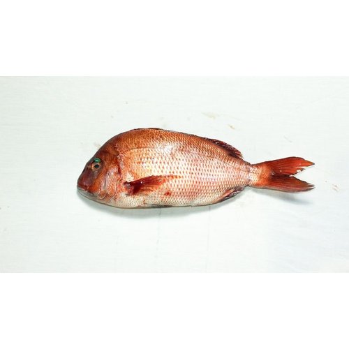 Red Seabream Farm Raised - Madai (2.2 Kg Approx)