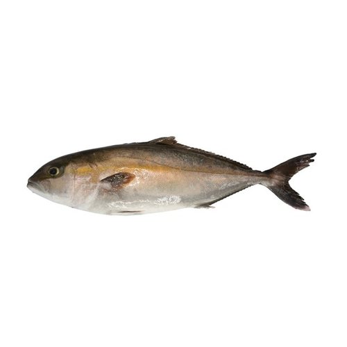 Greater Amberjack Farm Raised - Kanpachi (3 Kg Approx.) Greater Amberjack Farm Raised - Kanpachi (3 Kg Approx.)