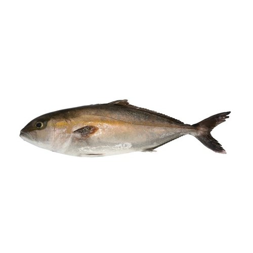 Greater Amberjack Farm Raised - Kanpachi (3 Kg Approx.)