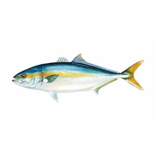 Yellow Tail Farm Raised - Hamachi (5 Kg Approx)