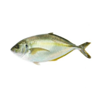 White Trevally Farm Raised - Shima Aji (1.5 Kilograms Approx)