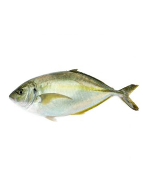 White Trevally Farm Raised - Shima Aji (1.5 Kilograms Approx)