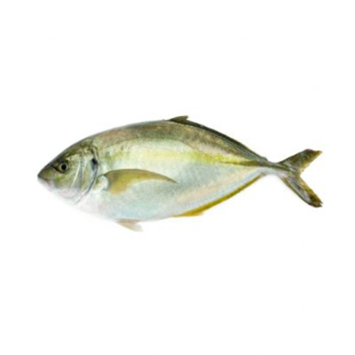 White Trevally Farm Raised - Shima Aji (1.5 Kilograms Approx) White Trevally Farm Raised - Shima Aji (1.5 Kilograms Approx)