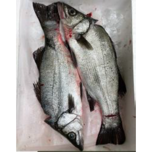 Blackfin Seabass - Hira Suzuki (1Kg Approx) Blackfin Seabass - Hira Suzuki (1Kg Approx)