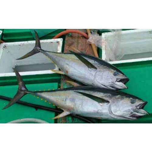 Yellowfin Tuna - Kihada Maguro (8 Kg Approx.) Yellowfin Tuna - Kihada Maguro (8 Kg Approx.)