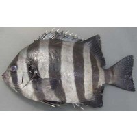 Striped Beakfish - Ishidai (Approx. 2Kg)