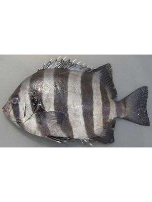 Striped Beakfish - Ishidai (Approx. 2Kg)