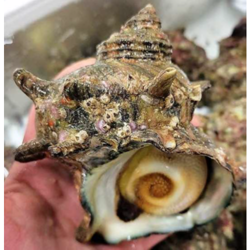 Turban Shell - Sazae (Approx. 150 Grams)