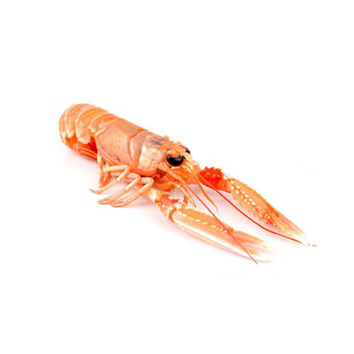 CHI Langoustine Norway Lobster 2 KG