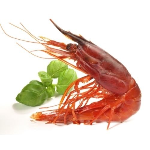 Carabinero Prawn 1 KG Carabinero Prawn 1 KG