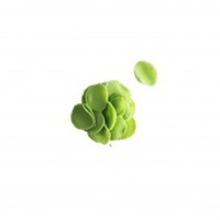 Petals Mini Green 1 KG