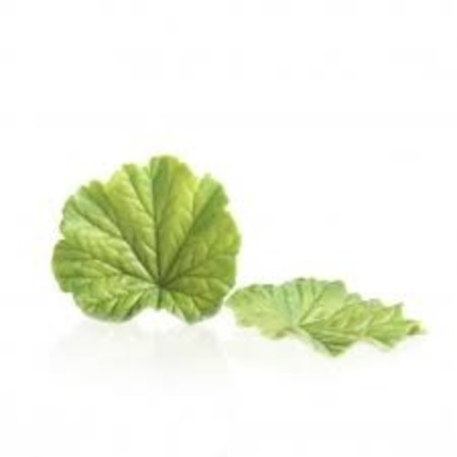 DOBLA  Spring Leaf Green 24 Pcs 80 Grams