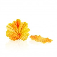 Fall Leaf Yellow 24 Pieces