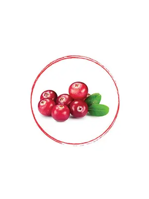 FRUITS ROUGES DE L'AISNE Cranberry Whole FRZ10 KG