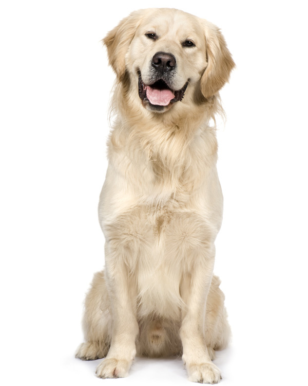 Bench Golden Retriever