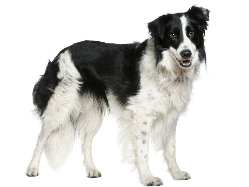 Bench voor Border Collie