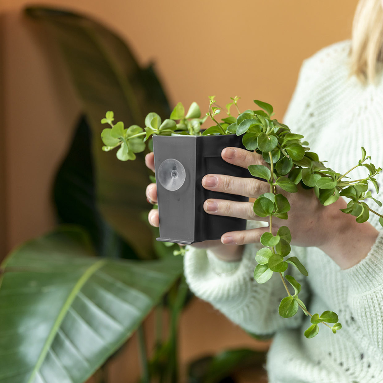 Esschert Design Raampot met zuignap Zwart maat S