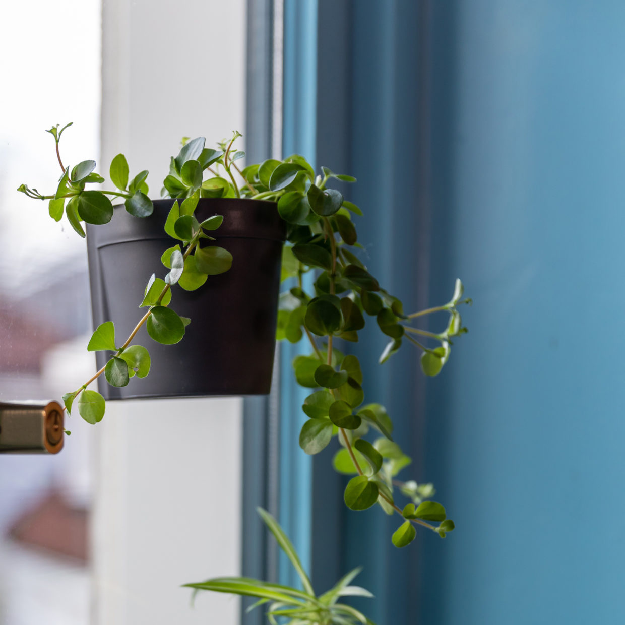 Esschert Design Raampot met zuignap Zwart maat S